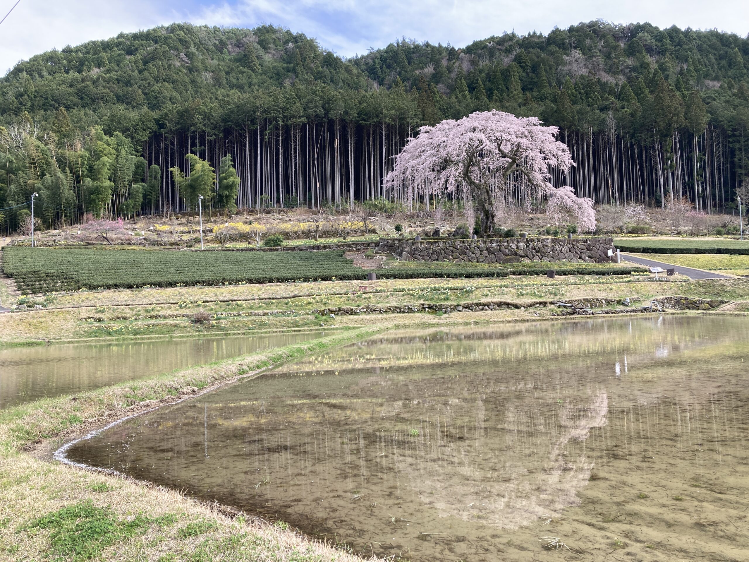 🌸水戸野のシダレザクラ🌸🌸