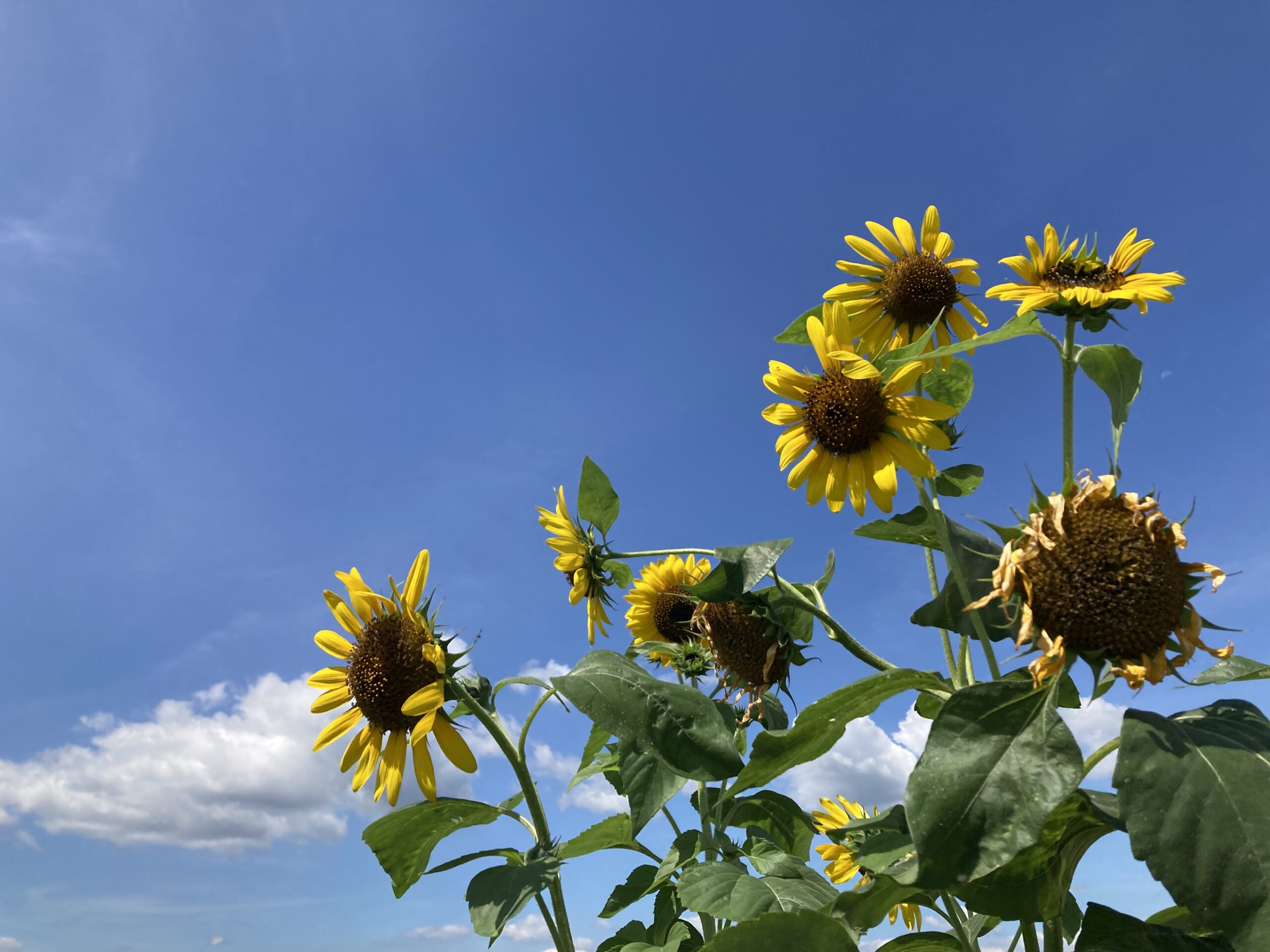 愛西市 dkyk様邸 構造見学会 ご来場ありがとうございました