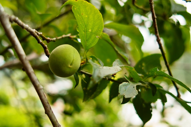 美味しそう！？